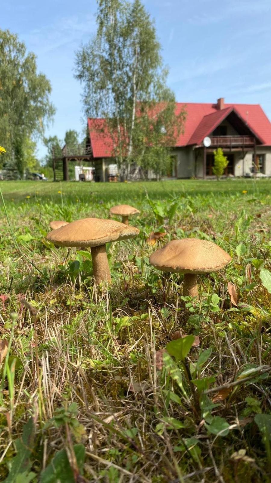 Gospodarstwo agroturystyczne Anielski Zakatek *